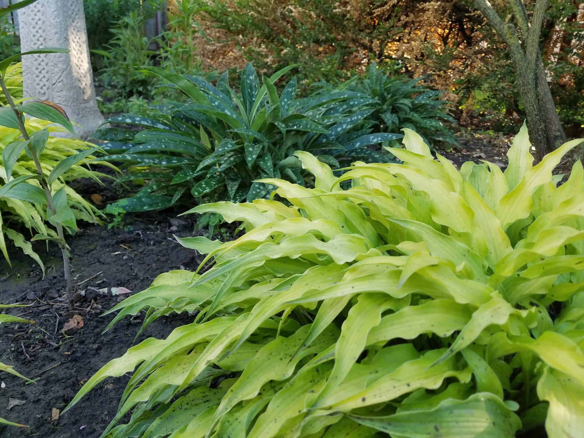 A garden with lush green and yellow hosta plants in the foreground, dark green spotted foliage in the middle, and trees and shrubs in the background. Soil is visible between the plants.