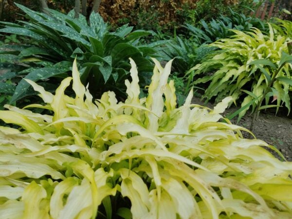 Close-up of yellow and green variegated plants in a garden, with darker green leafy plants and soil in the background. The image shows diverse foliage textures and colors.