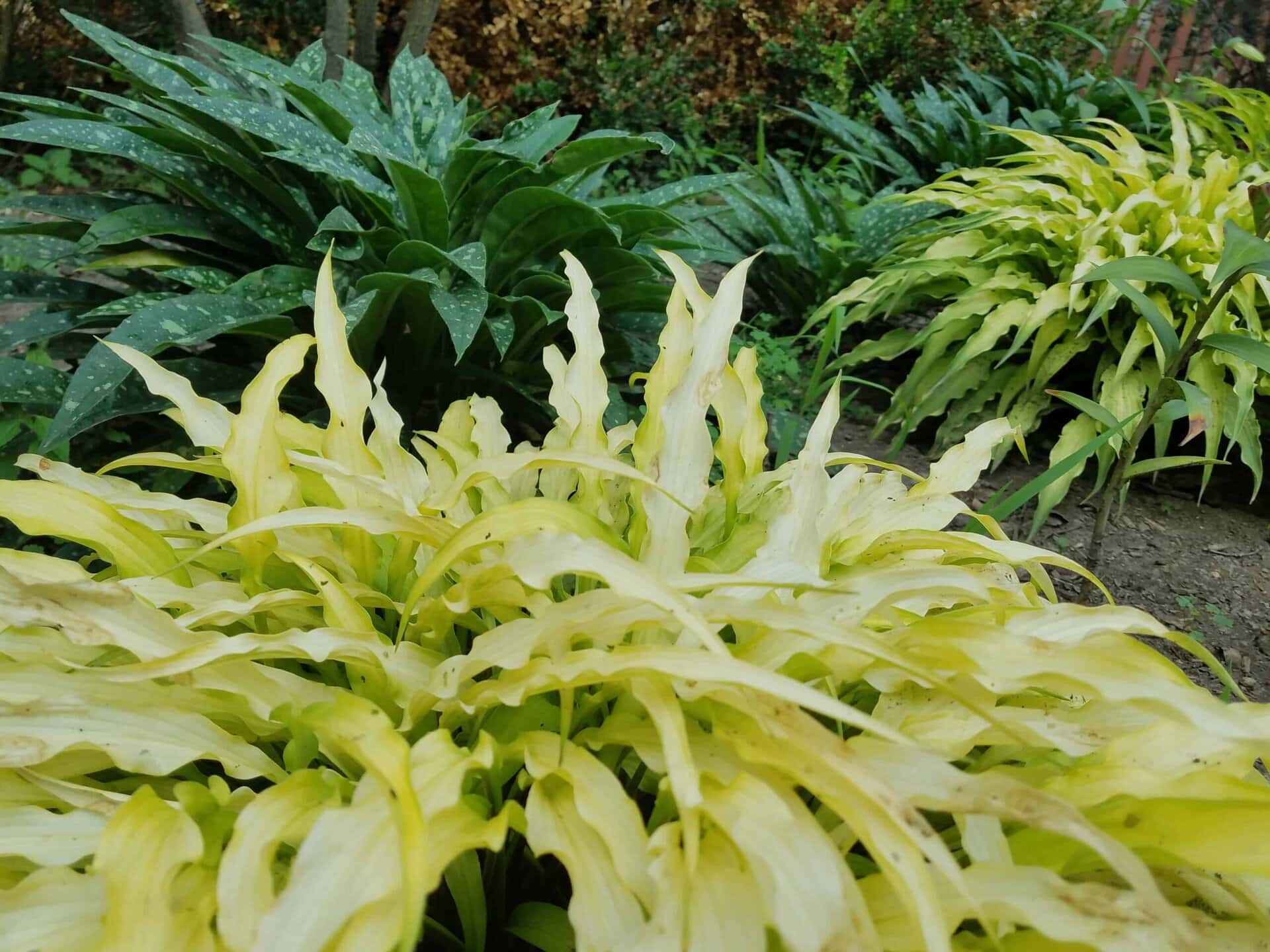 Close-up of yellow and green variegated plants in a garden, with darker green leafy plants and soil in the background. The image shows diverse foliage textures and colors.