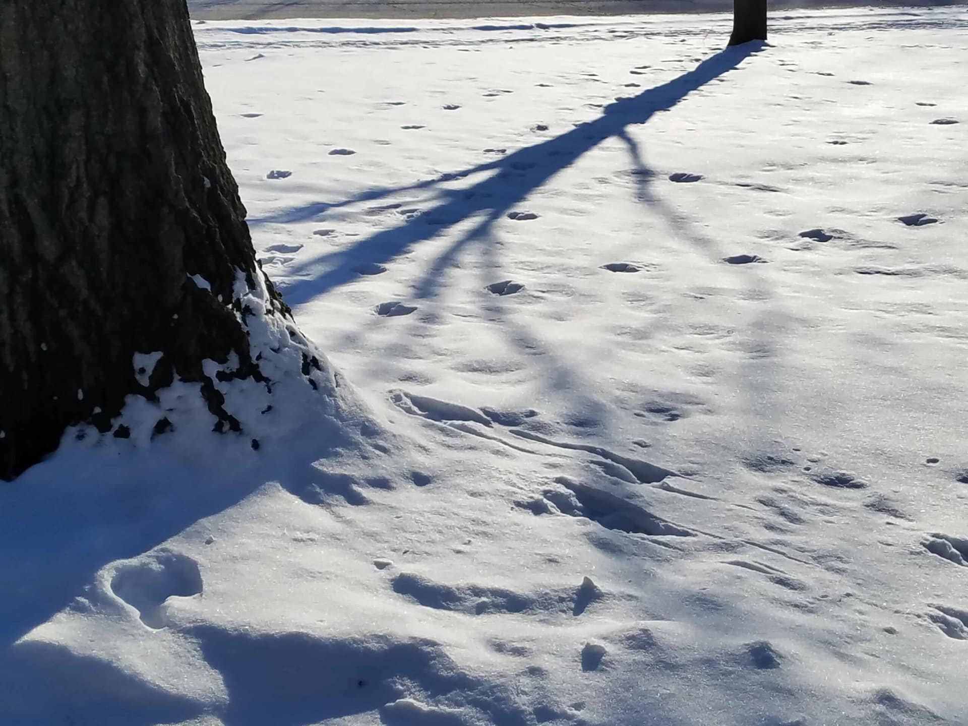 A tree trunk in the foreground casts a long shadow across a snow-covered ground, with scattered footprints visible in the snow under bright sunlight.