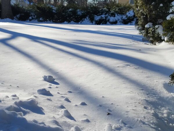 Snow-covered ground with scattered footprints and small snow mounds. Long, dark tree shadows stretch across the snow, with sunlight shining and evergreen trees in the background. The scene is quiet and wintry.