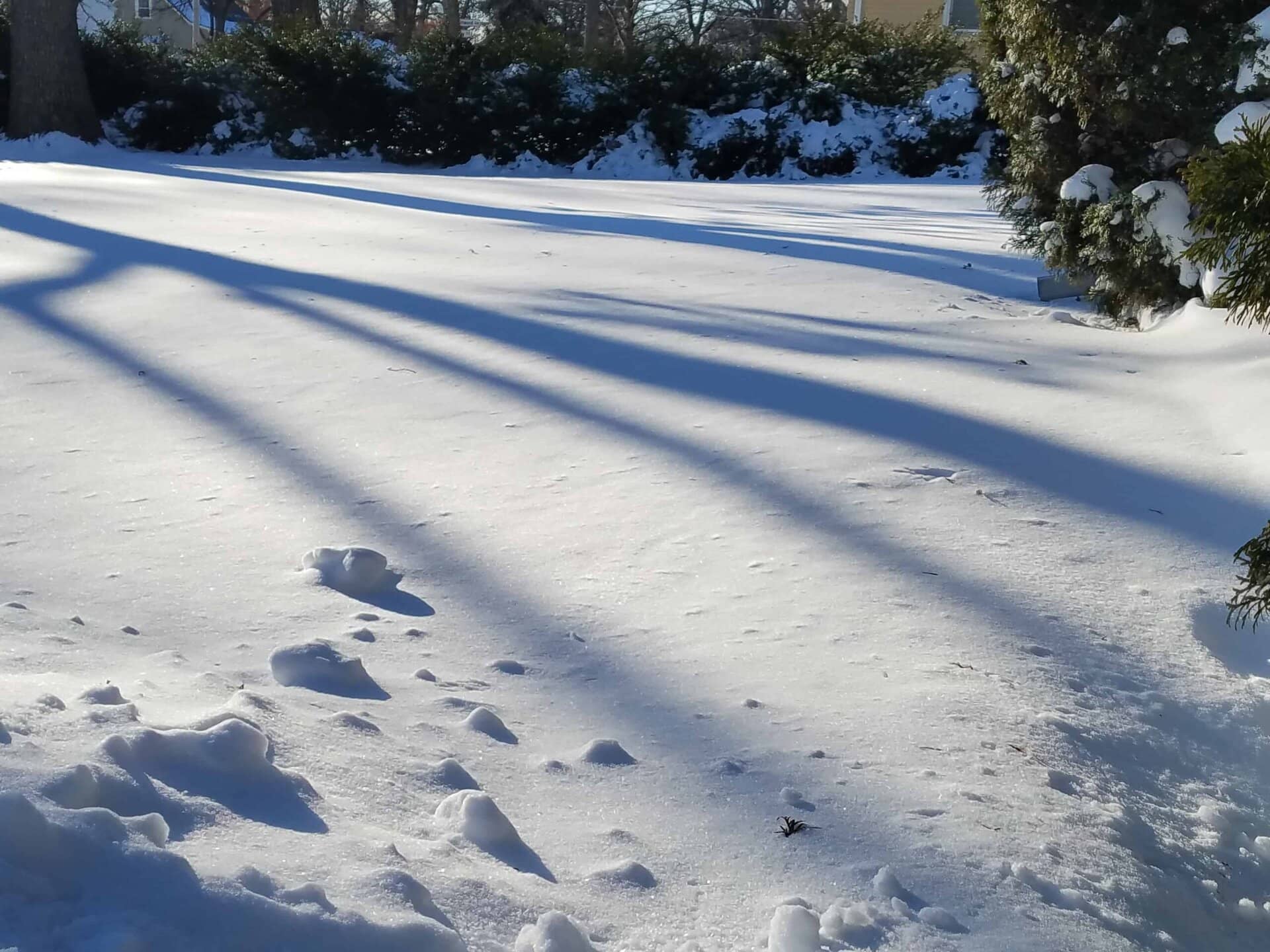 Snow-covered ground with scattered footprints and small snow mounds. Long, dark tree shadows stretch across the snow, with sunlight shining and evergreen trees in the background. The scene is quiet and wintry.