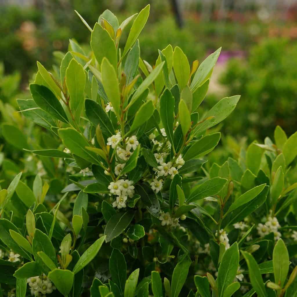Bush with glossy green leaves and clusters of small white flowers growing among the foliage. The background is blurred, emphasizing the plant in the foreground.