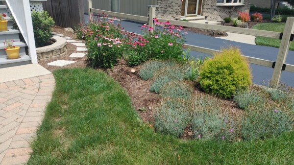 Flower garden with pink coneflowers, small shrubs, and mulch, bordered by a wooden fence. Stone pavers lead from a patio across a green lawn toward the garden bed and a house in the background.