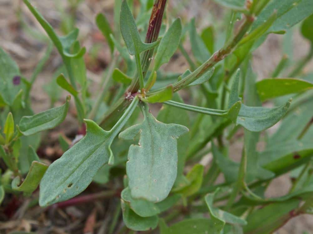 Close-up of green, narrow, lance-shaped leaves with wavy edges growing from a stem. The background is blurred soil and vegetation.