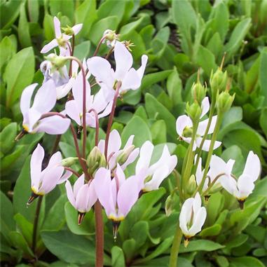 Clusters of delicate, pale pink shooting star flowers with yellow centers bloom above a dense background of green leaves.