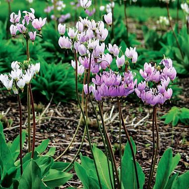 Clusters of delicate pink and white shooting star flowers with long stems grow among green leaves in a mulched garden bed.