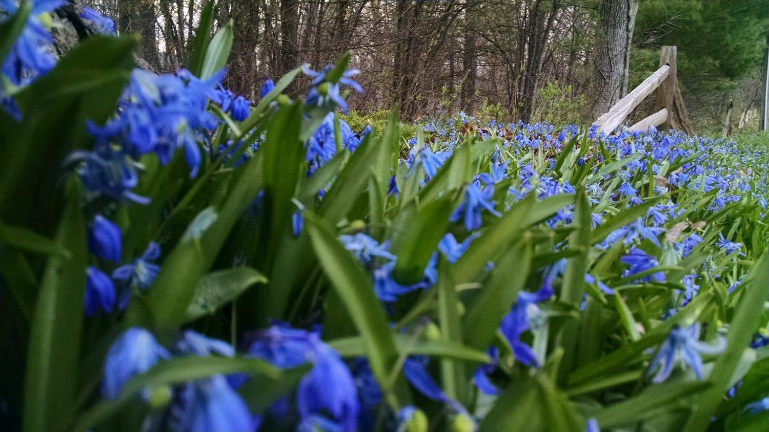 A field of vibrant blue flowers with green leaves grows near a rustic wooden fence, with a forest of tall trees in the background under soft daylight.