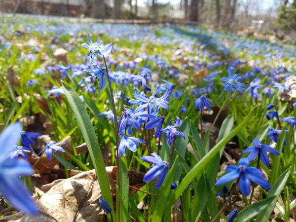 Close-up of vibrant blue flowers growing among green leaves and dried brown leaves outdoors, with more blue flowers filling the blurry background in a field under sunlight.
