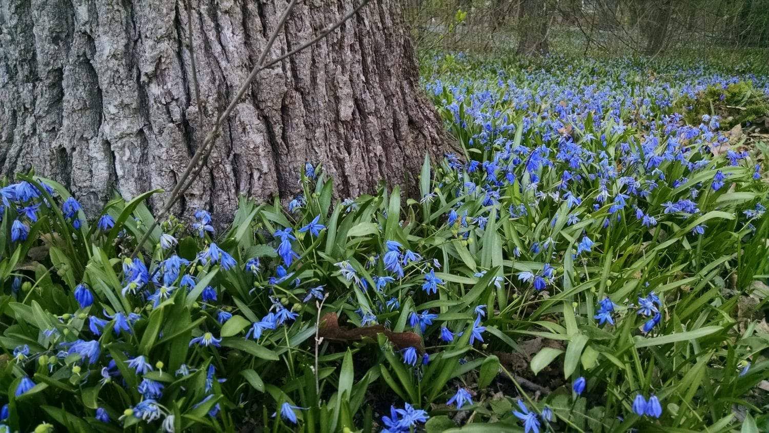 A large tree trunk surrounded by a dense carpet of small blue flowers and green leaves in a forest setting.