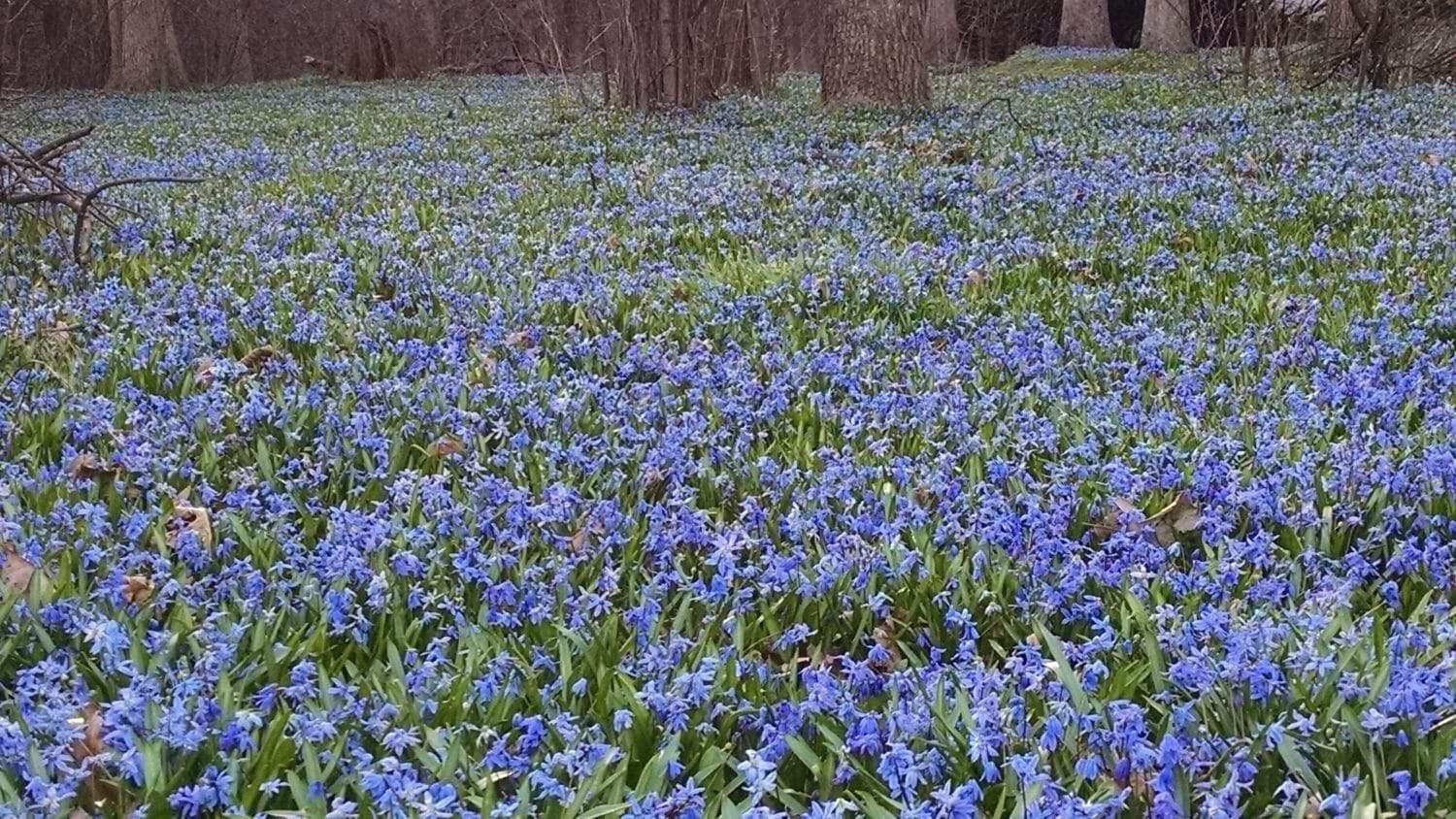 A field densely covered with small purple-blue flowers, surrounded by leafless trees in the background, signaling early spring in a woodland area.