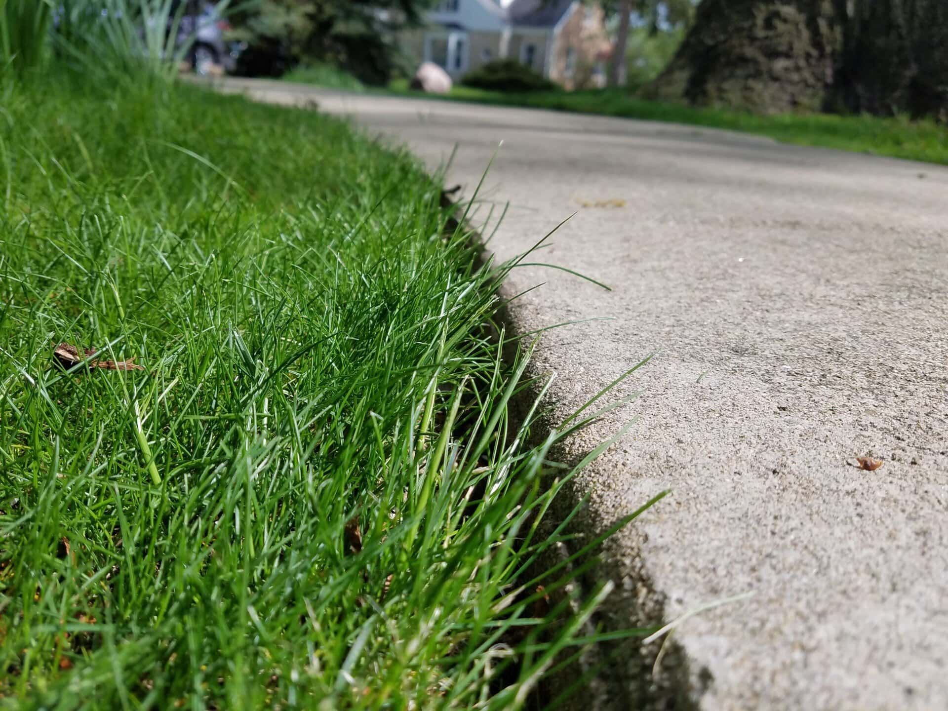 Close-up of green grass growing along the edge of a concrete sidewalk, with a blurred background featuring trees and a house.