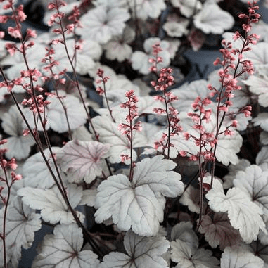Silvery, round leaves with dark veins and tall, thin stems topped with tiny pink flowers on a Heuchera plant.