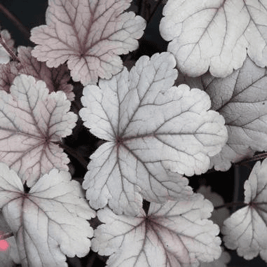 Pale, silvery leaves with dark veins and scalloped edges clustered together, displaying a delicate, almost frosted appearance.