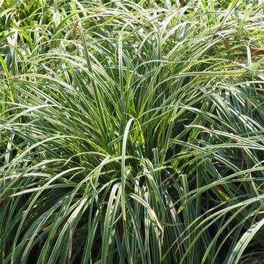 A dense clump of long, narrow green grass blades with lighter edges, growing closely together outdoors.