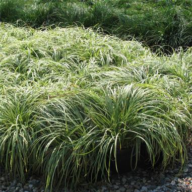 A cluster of green, grass-like ornamental plants with long, narrow leaves growing in a garden bed, surrounded by gravel and more similar plants in the background.