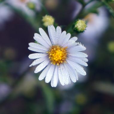 A close-up of a single white daisy flower with a yellow center, covered in small water droplets, surrounded by green stems and blurred buds in the background.