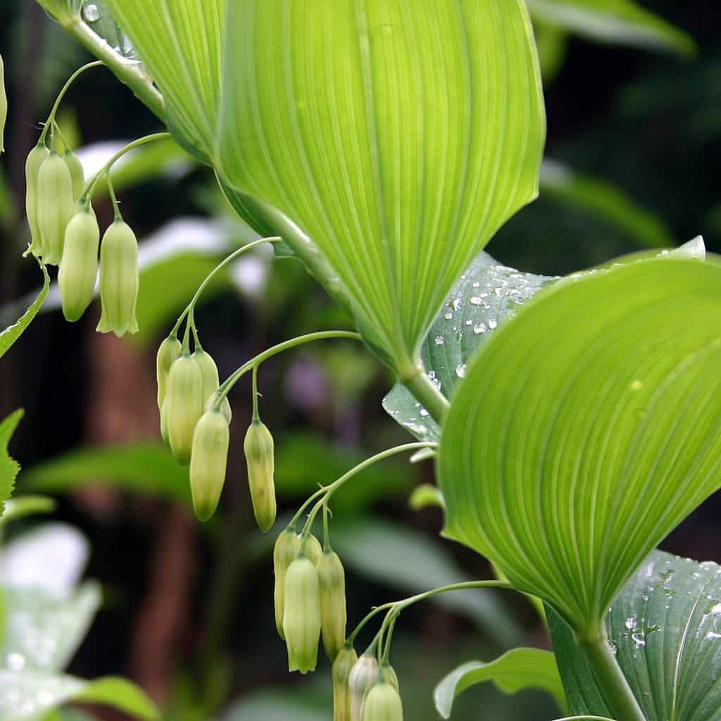 Green plants with large, ribbed leaves and clusters of small, pale, bell-shaped flowers. Water droplets are visible on the leaves, and the background is softly blurred with more greenery.