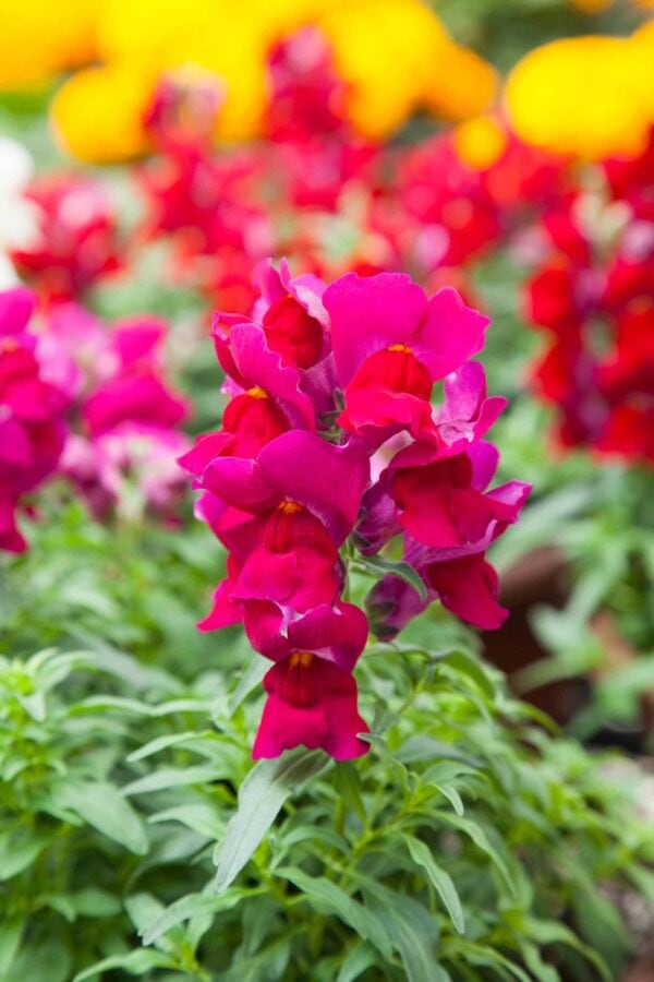 Bright pink snapdragon flowers in full bloom stand out against a blurred background of red and yellow flowers and green foliage.