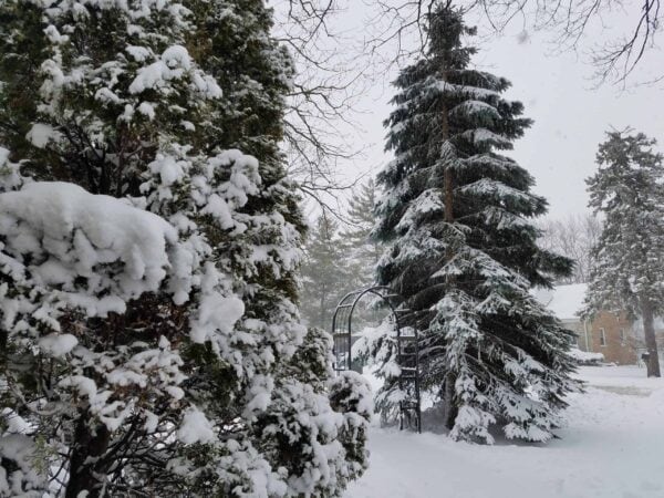 Snow-covered evergreen trees and bushes stand in a yard, with a metal arbor and a house visible in the background. Snow blankets the ground and is still falling gently.
