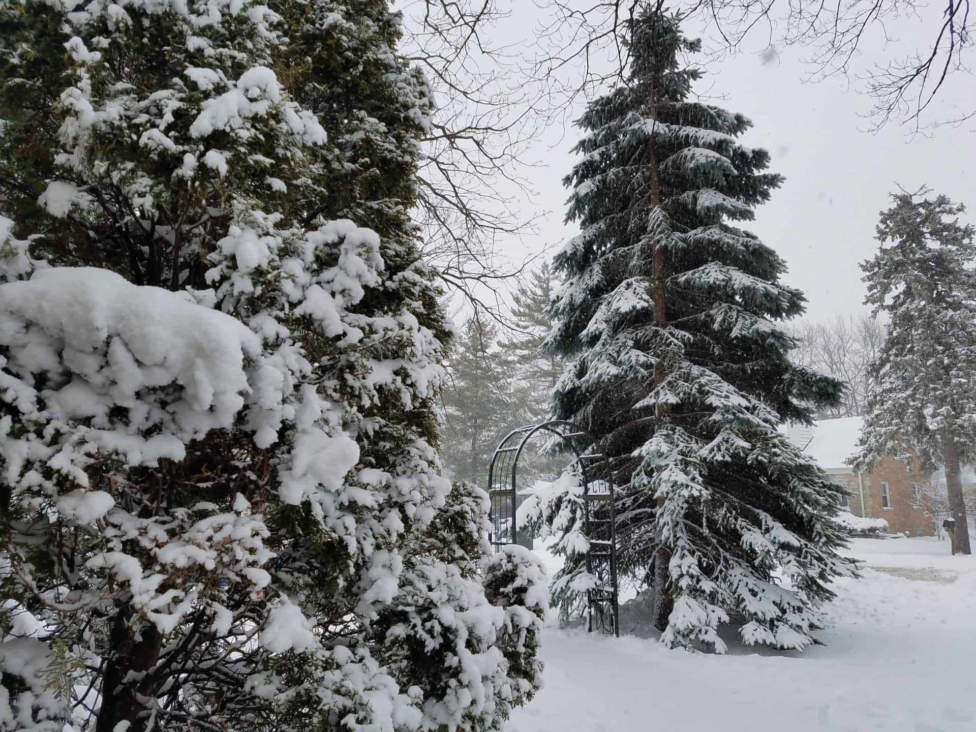 Snow-covered evergreen trees and bushes stand in a yard, with a metal arbor and a house visible in the background. Snow blankets the ground and is still falling gently.