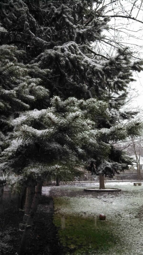 Snow-dusted pine trees in a park with patchy snow covering the grass and a few bare trees in the background on a cloudy winter day.