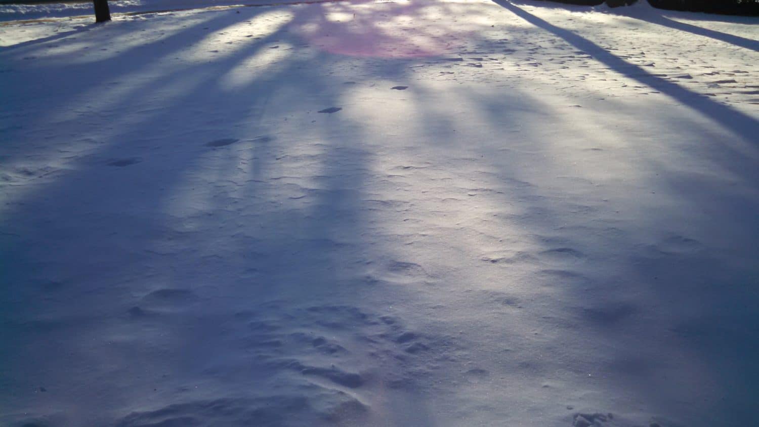 Snow-covered ground with long, dark tree shadows stretching across the scene in the low sunlight. The sky and trees are out of the frame, but the cold, wintry atmosphere is evident.