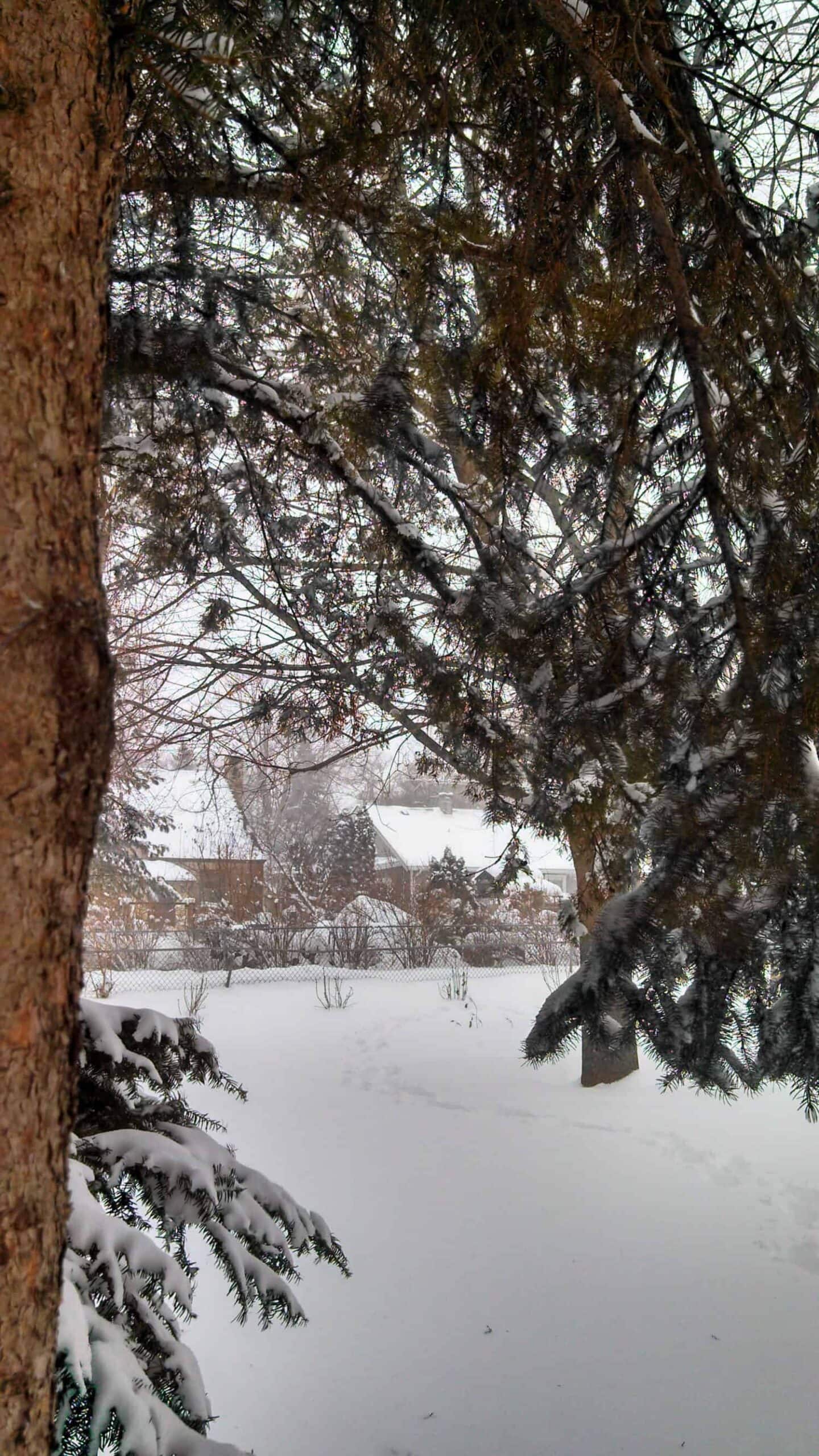 Snow-covered trees frame a wintery yard with a house in the background, branches dusted with fresh snow, and soft footprints visible in the snow on the ground.