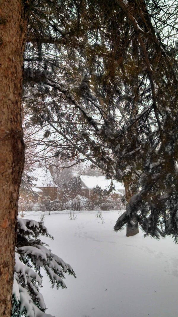 Snow-covered yard seen through evergreen trees, with a house partially visible in the background. Snow blankets the ground and branches, creating a peaceful, wintry scene.