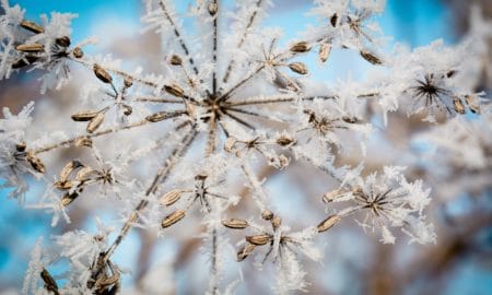 Close-up of a dried plant covered in frost, with delicate ice crystals forming intricate patterns on its stems and seeds against a soft blue sky background.