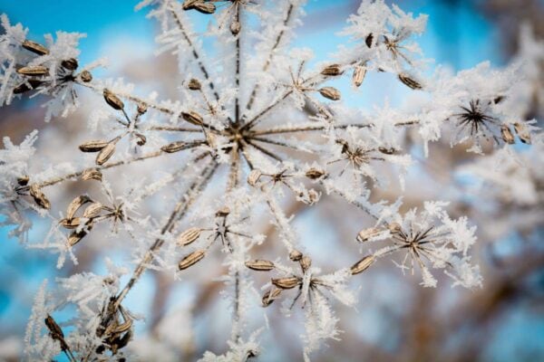 A close-up of a dried plant covered in frost, with delicate ice crystals on its stems and seeds against a blurred blue sky background.