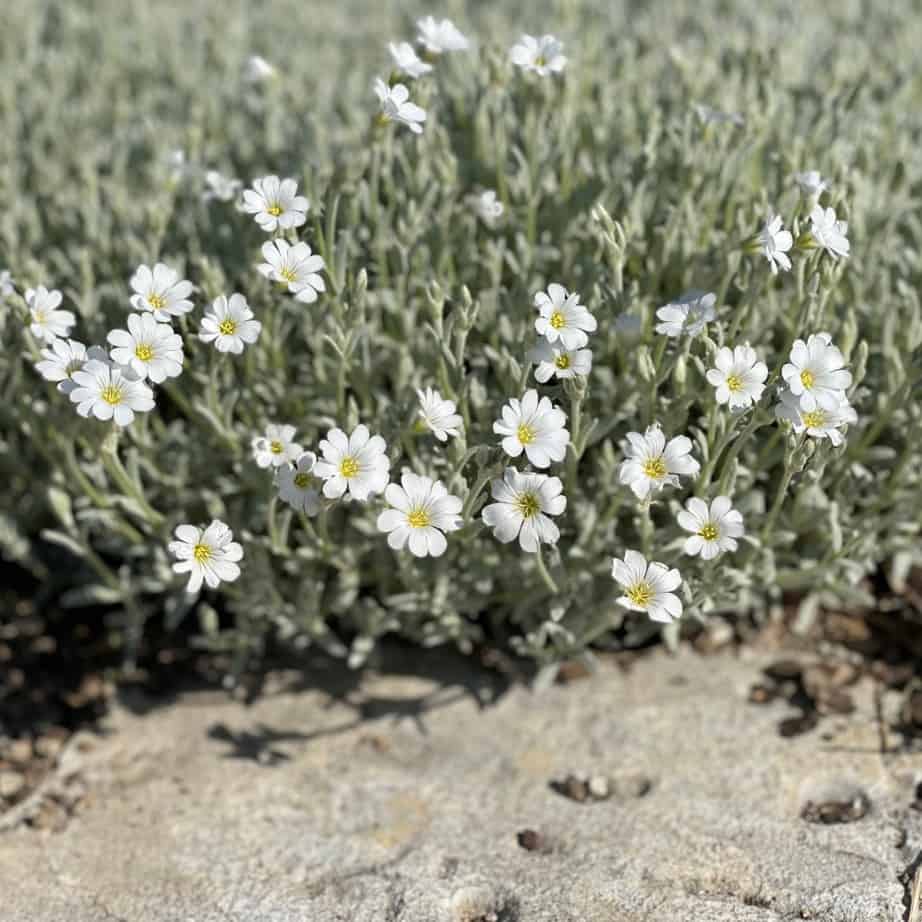 A cluster of small white flowers with yellow centers grows from a bushy plant in rocky, sandy soil. The background is filled with greenish-gray foliage.