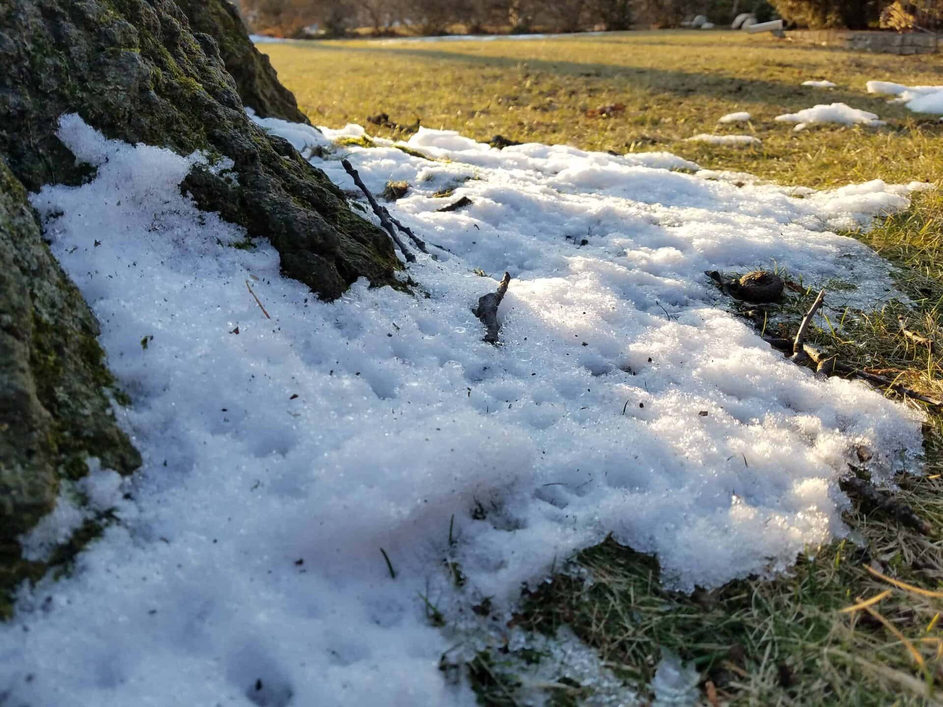 A patch of melting snow lies on the grass at the base of a tree, with sunlight casting a warm glow on the scene and a few scattered patches of snow visible in the background.