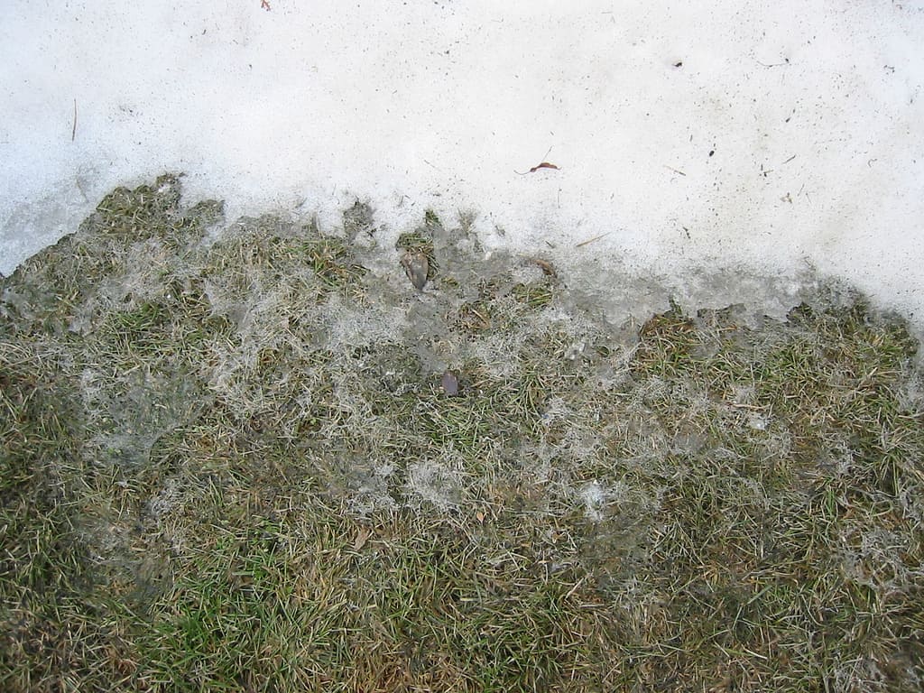 Melting snow on grass, revealing patches of brown and green grass beneath a thin layer of ice, as winter transitions to spring.