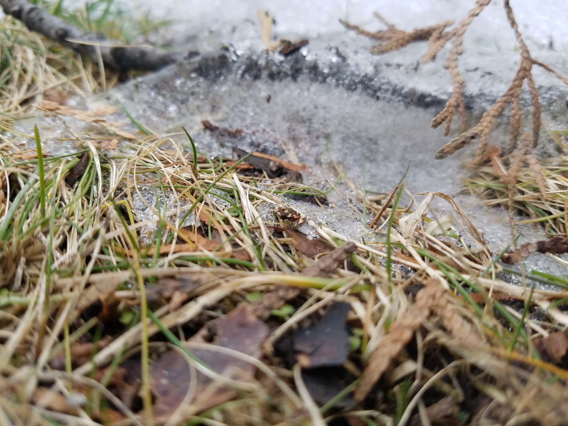 Close-up of partially melted ice on the ground, surrounded by dry and green grass, small twigs, and brown leaves. Some pine needles hang above, and patches of snow are visible in the background.