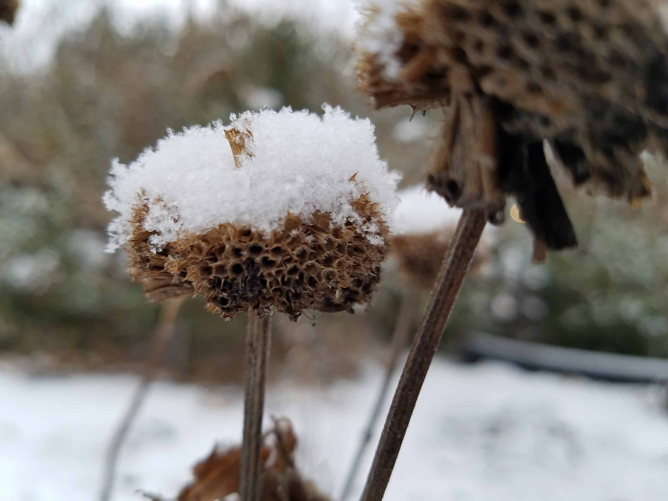 Close-up of a dried brown flower head covered with a layer of fresh white snow, with a blurred outdoor background showing more snow and plants.