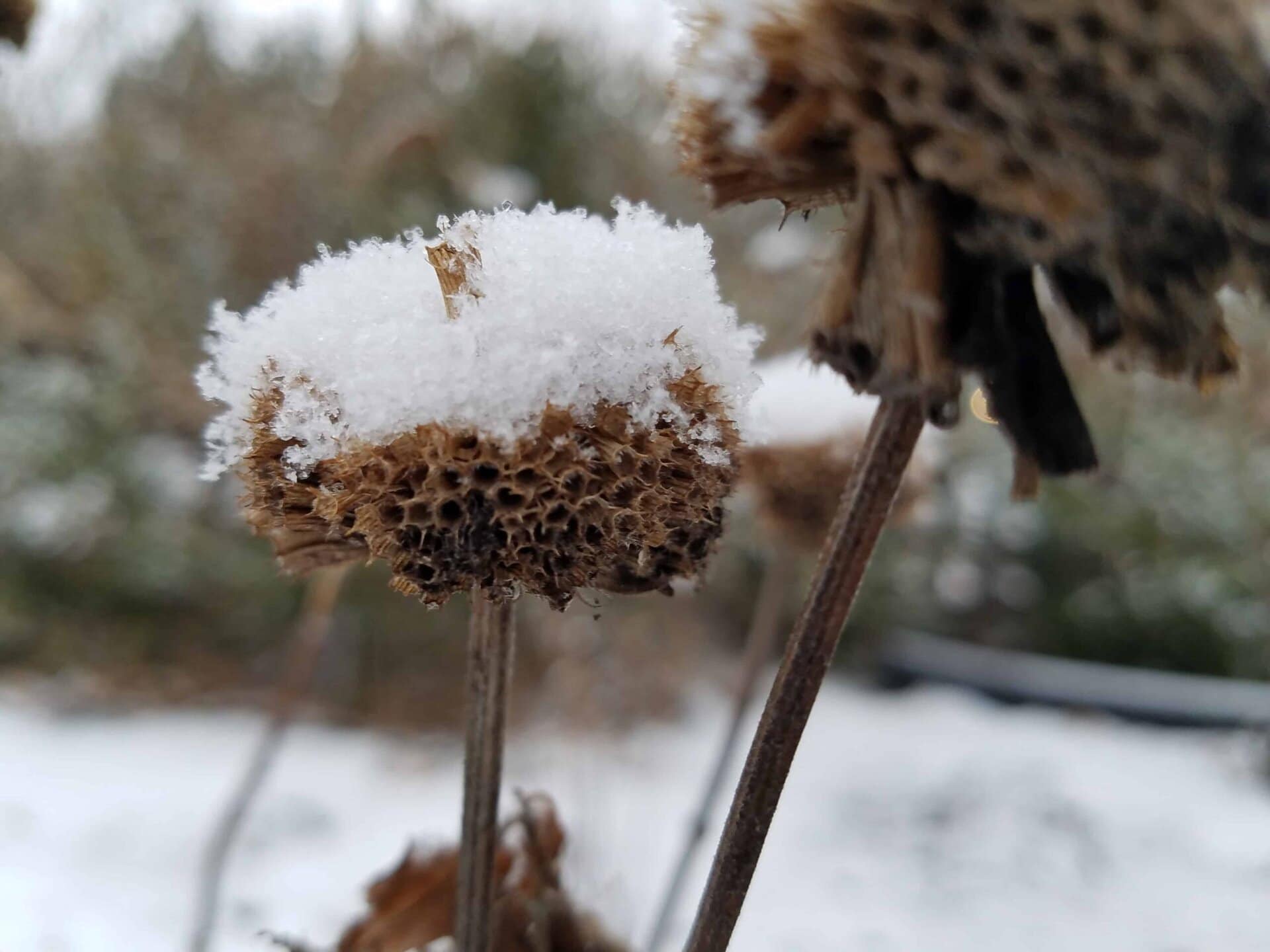 A close-up of a dried flower head covered with a layer of fresh snow. Blurred wintery background with more snow and faded trees visible.