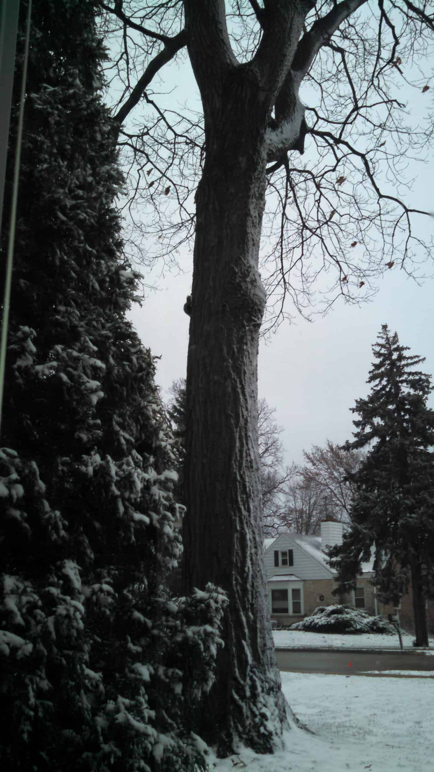 A tall, leafless tree stands near a snow-covered evergreen, with houses and more snow-dusted trees visible in the background on a cloudy winter day.