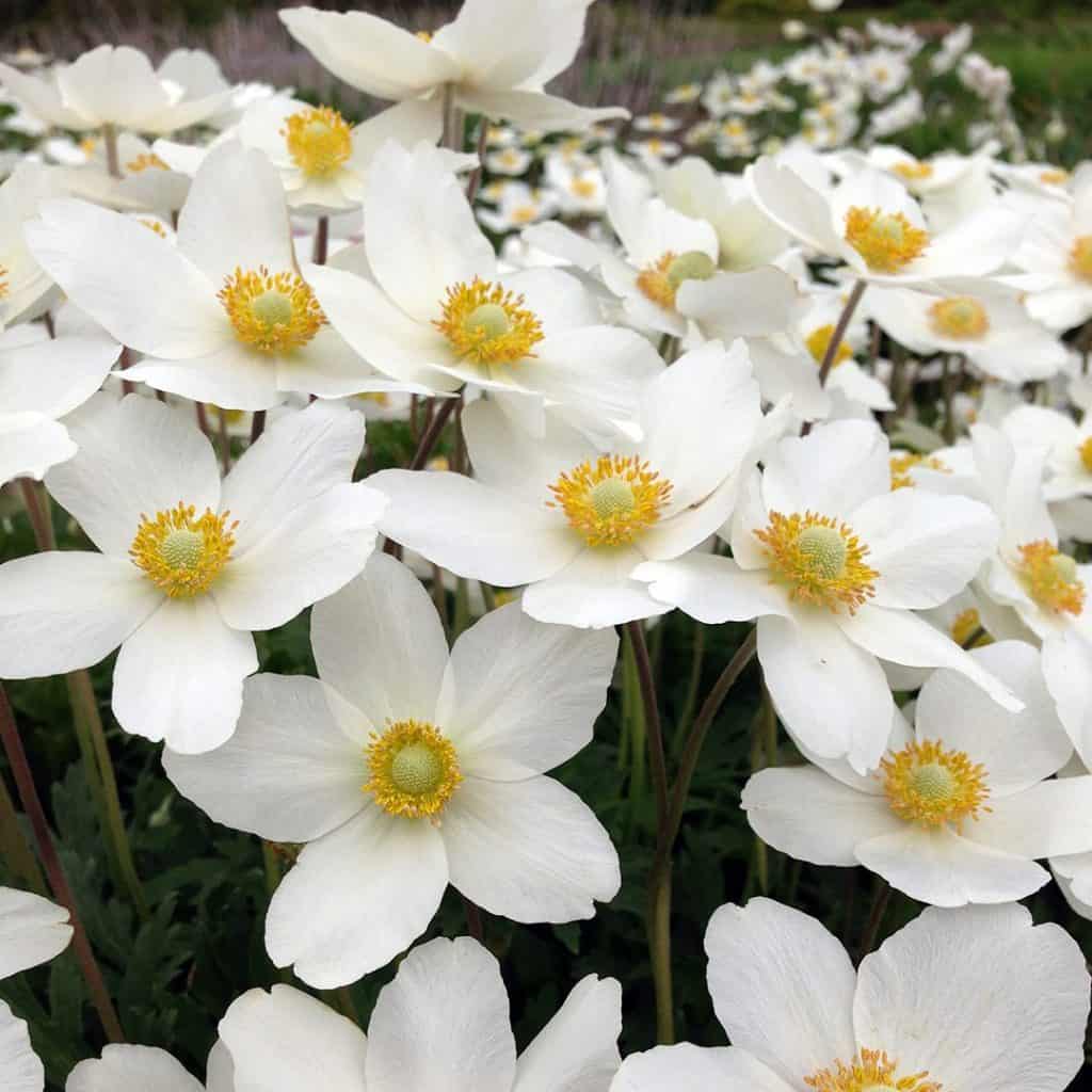 A cluster of white flowers with yellow centers blooms outdoors, surrounded by green foliage.