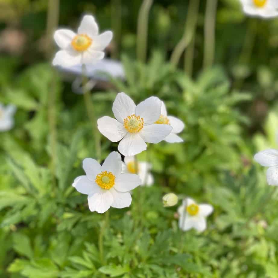 Close-up of several white flowers with yellow centers blooming among green foliage in a garden, with a soft-focus background.