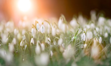 Sunlight shines over a field of blooming snowdrop flowers with white petals and green stems, creating a soft, warm, and peaceful spring scene.