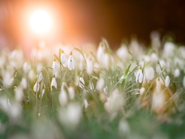 White snowdrop flowers bloom in a sunlit field, with soft green grass and a warm, glowing sunset in the background.