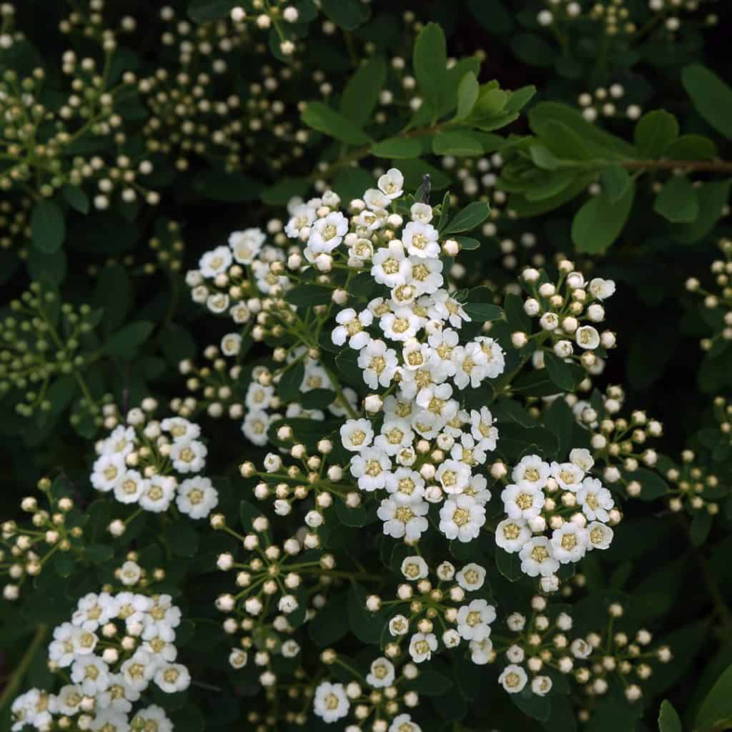 Clusters of small white flowers with yellow centers bloom among green leaves, creating a dense and vibrant floral display.