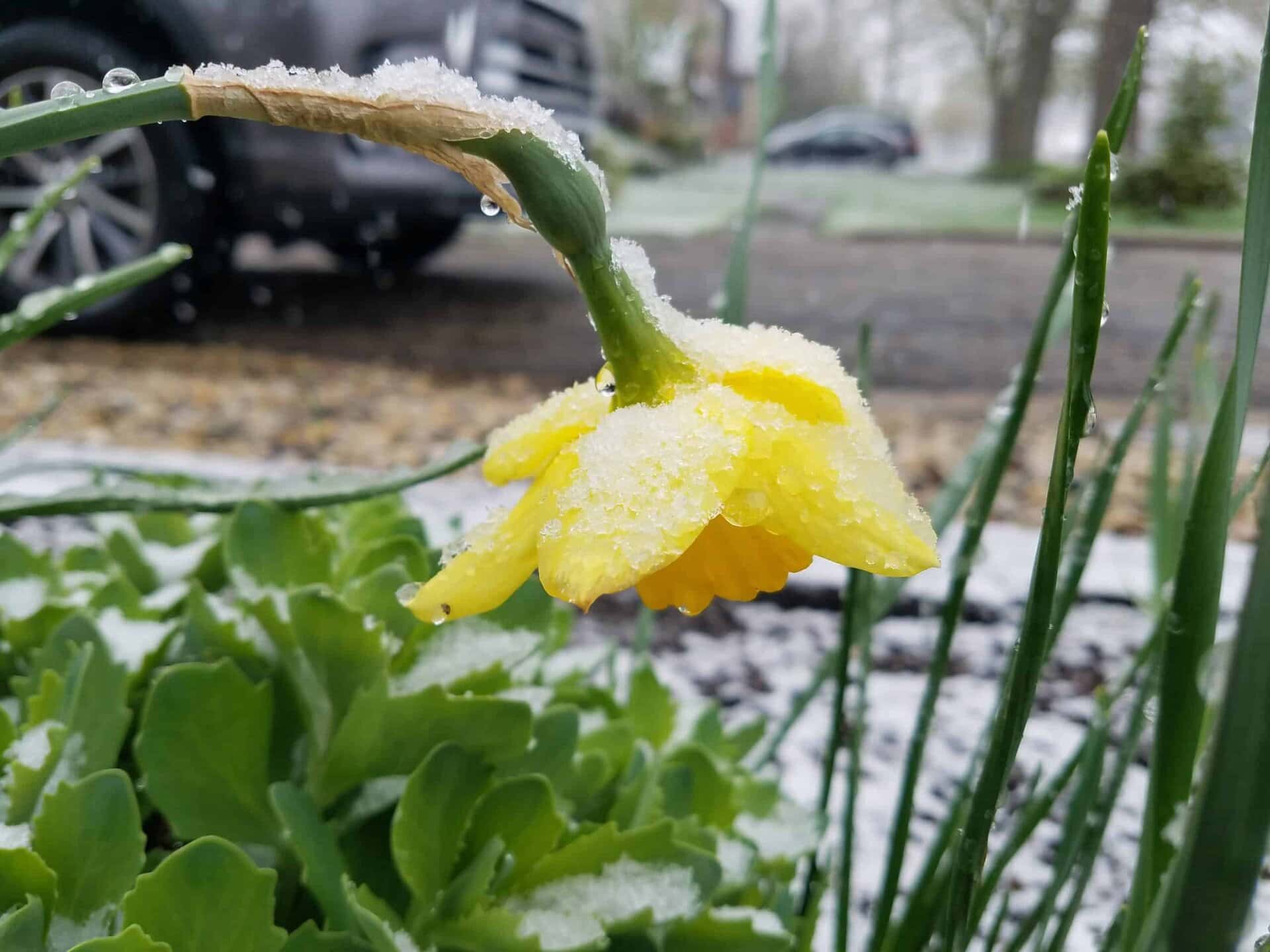A yellow daffodil covered in snow and water droplets hangs down in a garden, with green leaves and a blurred street and car in the background.