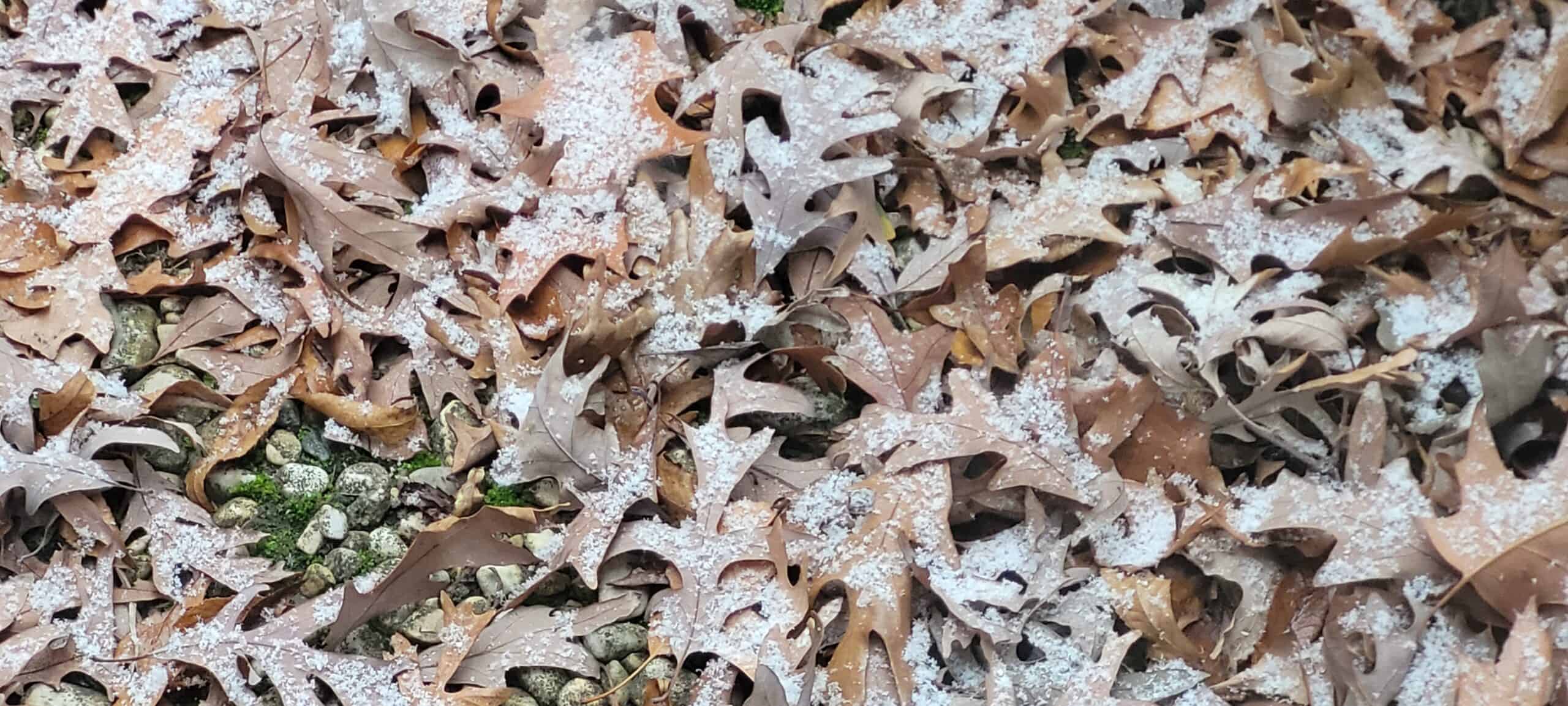 A layer of brown, dried oak leaves covers the ground, dusted lightly with snow. Green moss-covered rocks peek through the leaves in some areas.