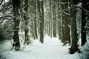 Snow covers the ground and tree branches in a dense forest, creating a wintry scene. The trees form two rows, making a natural path through the snowy woods. The atmosphere is cold and serene.