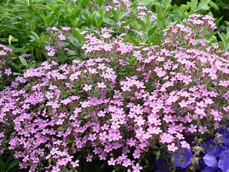 A dense cluster of small, light purple flowers with green leaves in the background, creating a colorful ground cover in a garden setting.