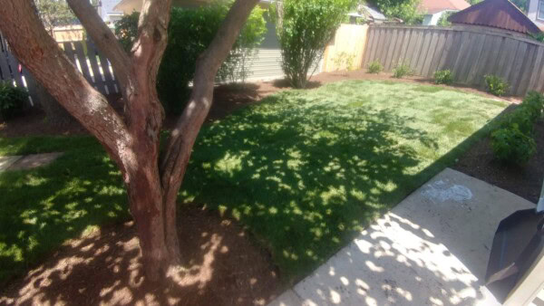 A sunlit backyard with green grass, a large tree casting shadows, bushes along the fence, and a concrete patio in the foreground.