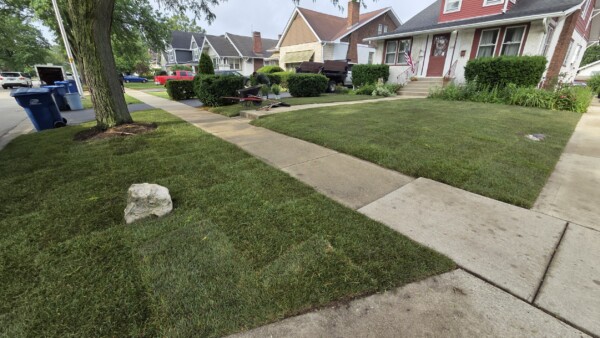 A suburban front yard with freshly laid sod, a sidewalk, a tree, and a small rock on the grass. Houses and bushes line the street; a blue recycling bin is near the curb.