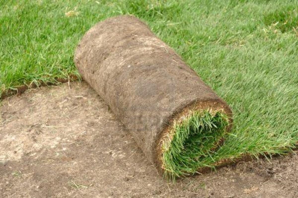A roll of sod partially unrolled on bare soil, ready to be installed on a lawn.